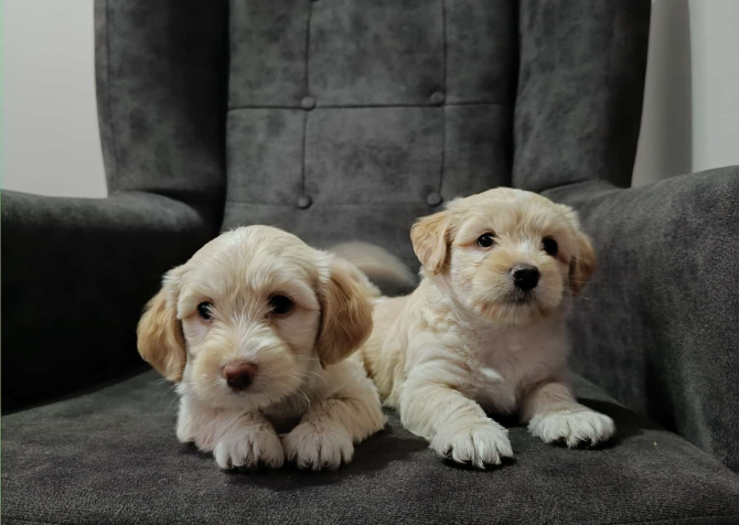 Maltipoo yavru